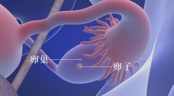 俄罗斯试管婴儿移植前后需要注意的事项？