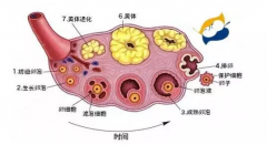 试管婴儿基础卵泡越多越好?