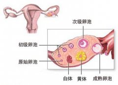 试管婴儿补充黄体酮药物要多久？