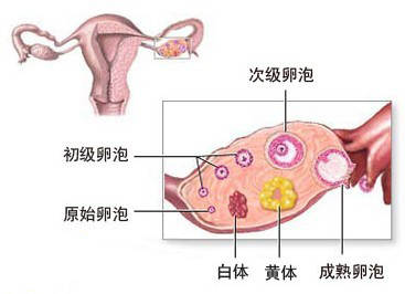 黄体酮,试管婴儿,排卵,促排