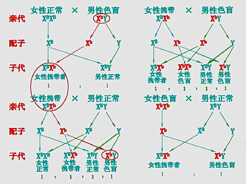 色盲症,遗传疾病,染色体缺陷,色盲遗传概率