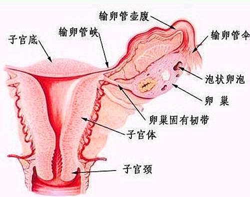 输卵管堵塞,试管婴儿,不孕不育,子宫输卵管造影
