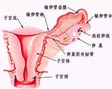 试管移植前需要做的准备工作都有哪些？