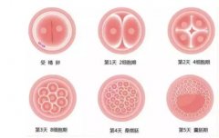 试管婴儿人工周期是什么意思