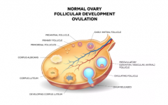 试管婴儿周期治疗中什么样的卵泡才是好卵泡