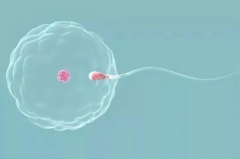 男性精子畸形做试管婴儿会导致胚胎畸形吗