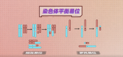 试管知识|男性染色体平衡易位做三代试管的成功率高吗？可以成功拥有自己的